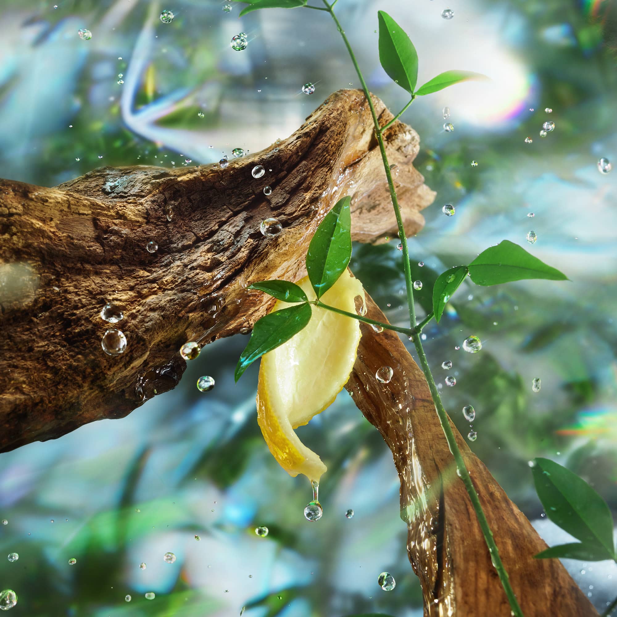 Leaves hanging from a branch with water droplets against a blurred natural background